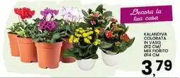 Interspar Kalandiva colorata in vaso Ø12 cm/ mix fiorito Ø14 cm offerta