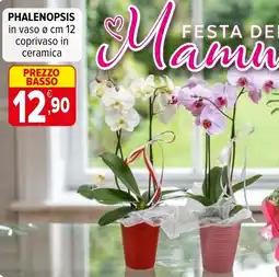 Iperal Phalenopsis offerta