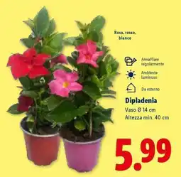 Lidl DIPLADENIA offerta
