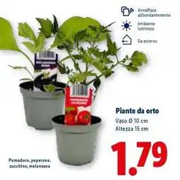 Lidl Piante da orto offerta