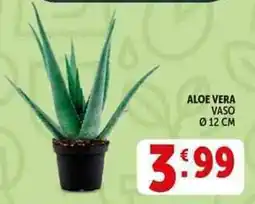 Deco Supermercati Aloe vera vaso ø12 cm offerta