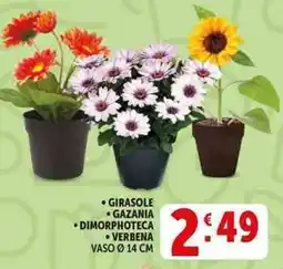 Deco Supermercati Girasole gazania dimorphoteca verbena vaso ø 14 cm offerta