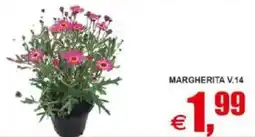 Pewex Margherita v.14 offerta