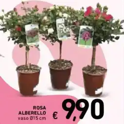 Spazio Conad Rosa alberello offerta
