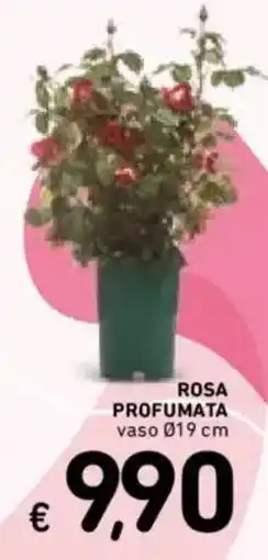Spazio Conad Rosa profumata offerta