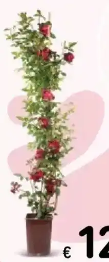 Spazio Conad Rosa rampicante offerta