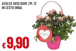 Famila Azalea vaso in cesto onda offerta