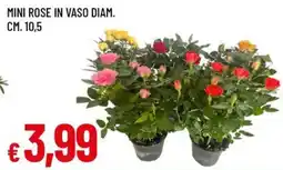 Famila Mini rose in vaso offerta