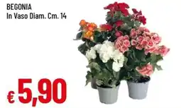 Famila Begonia in vaso offerta