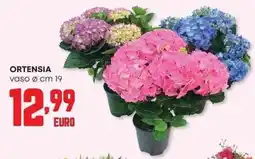 Panorama Ortensia offerta