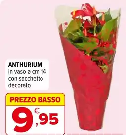 Iperal Anthurium offerta