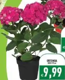 Iperfamily Ortensia offerta