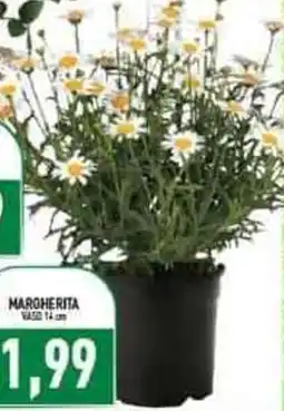 Iperfamily Margherita offerta