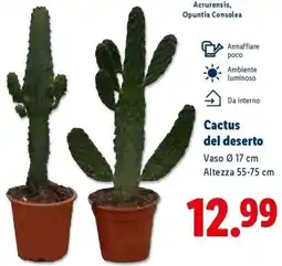 Lidl Cactus del deserto offerta