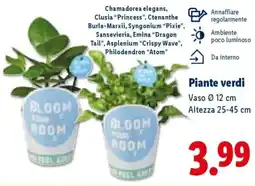Lidl Piante verdi offerta