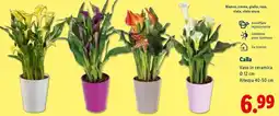 Lidl Calla offerta