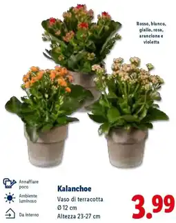 Lidl Kalanchoe offerta