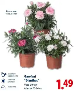 Lidl Garofani "Dianthus" offerta
