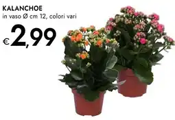 Bennet Kalanchoe offerta