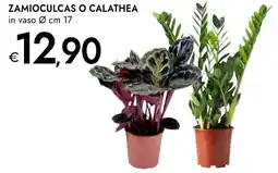 Bennet Zamioculcas o calathea offerta