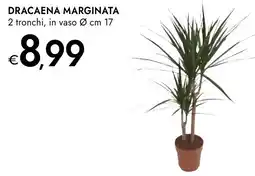 Bennet Dracaena marginata offerta