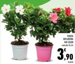 Conad Pianta dipladenia mix color offerta