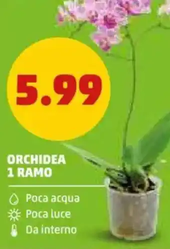 PENNY Orchidea 1 ramo offerta