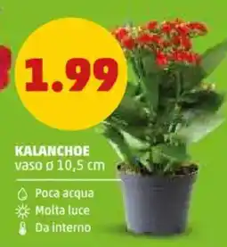 PENNY Kalanchoe offerta