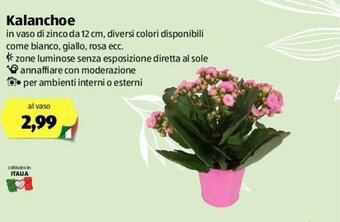 ALDI Kalanchoe offerta