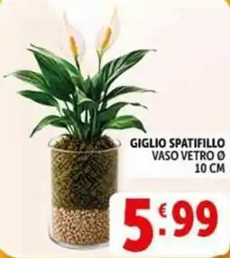 Deco Supermercati Giglio spatifillo vaso vetro ø10 cm offerta