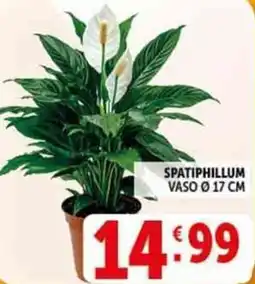 Deco Supermercati Spatiphillum vaso ø17 cm offerta