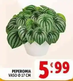 Deco Supermercati Peperomia vaso ø17 cm offerta