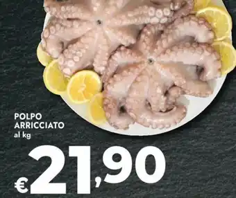 Bennet Polpo arricciato offerta