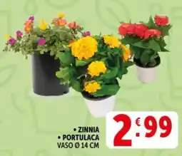 Deco Supermercati Zinnia, portulaca offerta