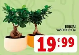 Deco Supermercati Bonsai offerta