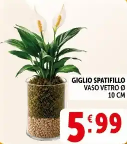 Deco Supermercati Giglio spatifillo offerta