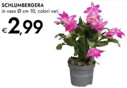 Bennet Schlumbergera offerta