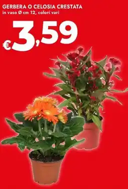 Bennet Gerbera o celosia crestata offerta