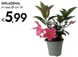 Bennet Dipladenia offerta