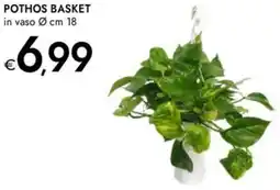 Bennet Pothos basket offerta
