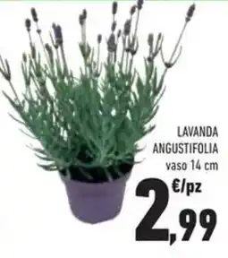 Conad Superstore Lavanda angustifolia offerta