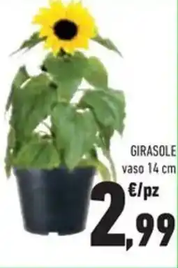 Conad Superstore Girasole offerta