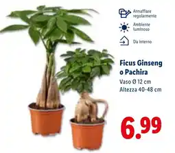 Lidl Ficus Ginseng o Pachira offerta