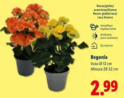 Lidl Begonia offerta