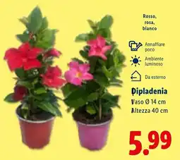 Lidl Dipladenia offerta