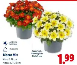 Lidl Bidens Mix offerta