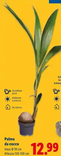 Lidl Palma da cocco offerta