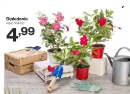 In'S Mercato Dipladenia offerta
