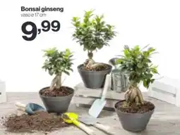 In'S Mercato Bonsai ginseng offerta