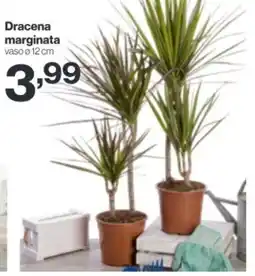 In'S Mercato Dracena marginata offerta